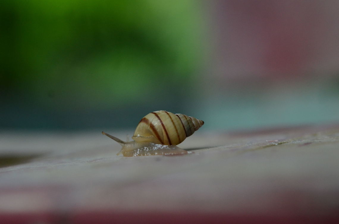 Rhachis bengalensis Lamarck, 1822  Cerastuidae,India,Land Snails,Rhachis bengalensis