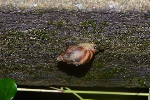 Lissachatina fulica (Férussac, 1821)  Achatinidae,India,Land Snails,Lissachatina fulica,invasive species