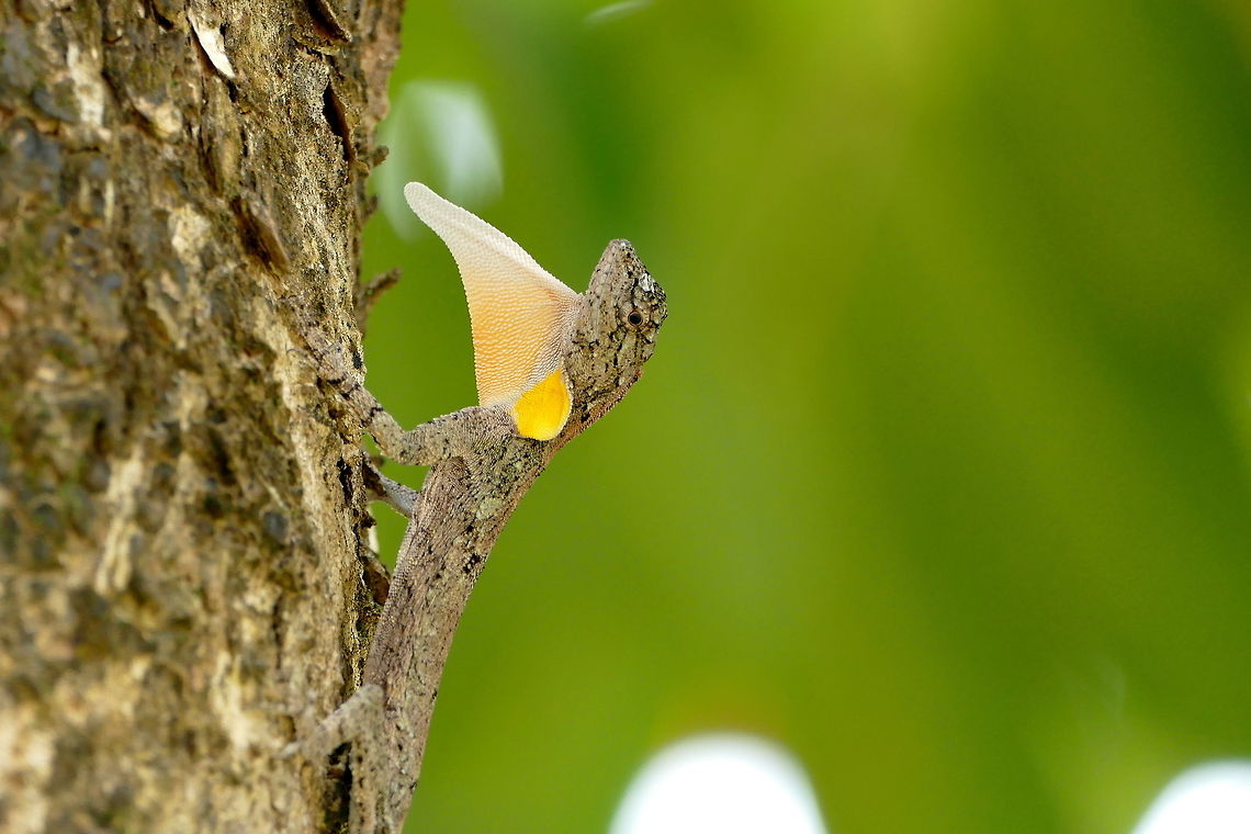 Draco cf maculatus at Khao Yai Nationalpark A very common lizard in the Khao Yai NP. Mostly found on single trees with exposure to sunlight, so they can bask on the trunk. Draco maculatus,Fall,Geotagged,Spotted flying dragon,Thailand,draco maculatus,flying dragon,khao yai,lizard,thailand