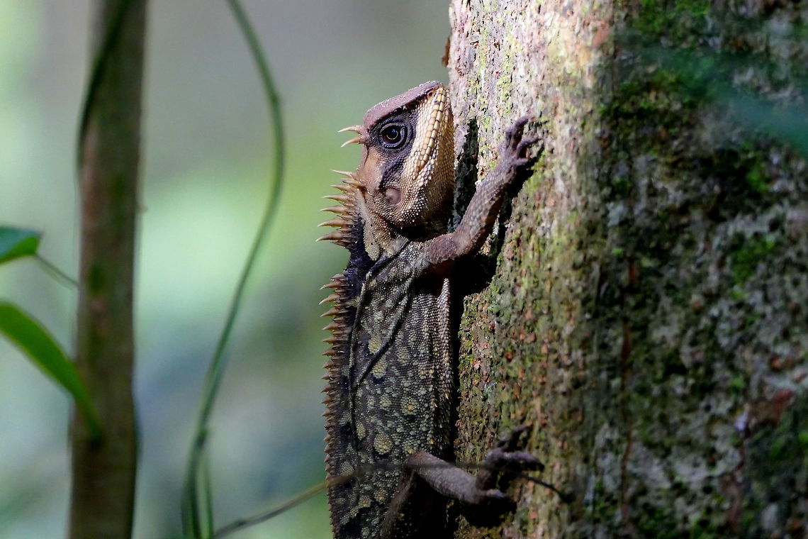Acanthosaura cardamomensis at Khao Yai NP. I was very lucky to find this not so common species in the Khao Yai, on a big tree close to the water. I tried to identify it as A. cardamomensis, but the wrong species name (A. capra) is shown as headline of the description. Acanthosaura,Acanthosaura cardamomensis,Geotagged,Khao Yai,Lizard,Reptiles,Thailand