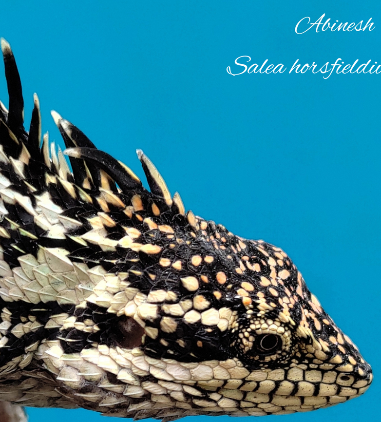 Horsfield's spiny lizard A micro endemic agamid lizard from the Upper Nilgiris, India. Endemic to the upper Nilgiris of Western ghats, India Horsfield's spiny lizard,Salea horsfieldii