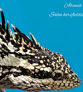 Horsfield's spiny lizard A micro endemic agamid lizard from the Upper Nilgiris, India. Endemic to the upper Nilgiris of Western ghats, India Horsfield's spiny lizard,Salea horsfieldii