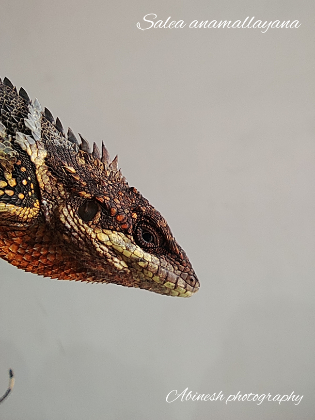 Anamalai spiny lizard A Western ghat endemic lizard from Kodaikanal,India. Endemic to the higher elevation massif of Anamalai,India. Agamid,Anaimalai spiny lizard,Anamalai Salea,Endemic,Salea anamallayana,Western ghats
