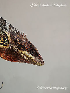 Anamalai spiny lizard A Western ghat endemic lizard from Kodaikanal,India. Endemic to the higher elevation massif of Anamalai,India. Agamid,Anaimalai spiny lizard,Anamalai Salea,Endemic,Salea anamallayana,Western ghats