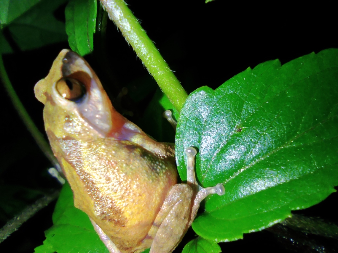 Kodaikanal bush frog ( Raorchestes dubois) An endemic frog from Kodaikanal. Distribution restricted to Kodaikanal and adjoining Kerala hills. Koadaikanal bush frog,Kodaikanal,Raorchestes dubois,Western ghats,bush frog,endemic