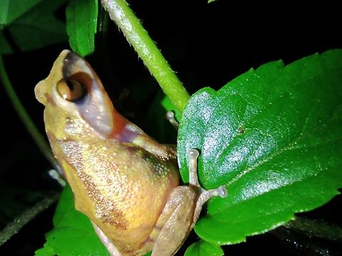 Kodaikanal bush frog ( Raorchestes dubois) An endemic frog from Kodaikanal. Distribution restricted to Kodaikanal and adjoining Kerala hills. Koadaikanal bush frog,Kodaikanal,Raorchestes dubois,Western ghats,bush frog,endemic