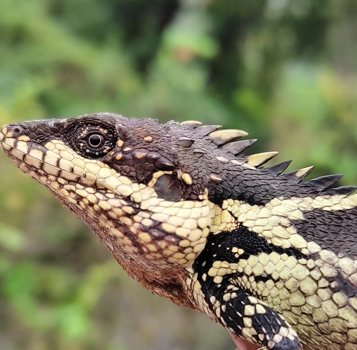 Anamalai spiny lizard ( Salea anamallayana) Clicked at Kodaikanal Agamid,Anaimalai spiny lizard,Anamalai Salea,Salea anamallayana,Western ghats,endemic