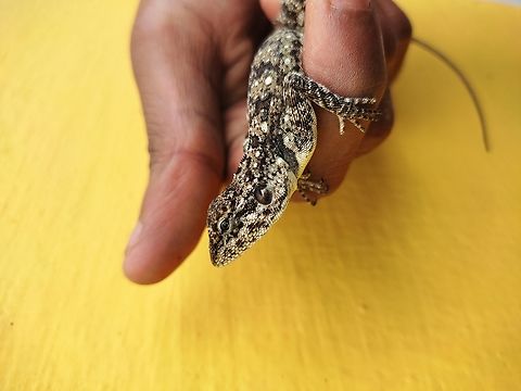 Psammophilus dorsalis From Coonoor Agamid,Fall,Geotagged,India,Peninsular rock agama,Psammophilus dorsalis,The Nilgiris