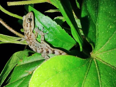 Dravidogecko tholpalli Endemic to Westen ghats. From Kodaikanal. Dravidogecko tholpalli,Fall,Gecko,Geotagged,India,Micro endemic,Western ghats