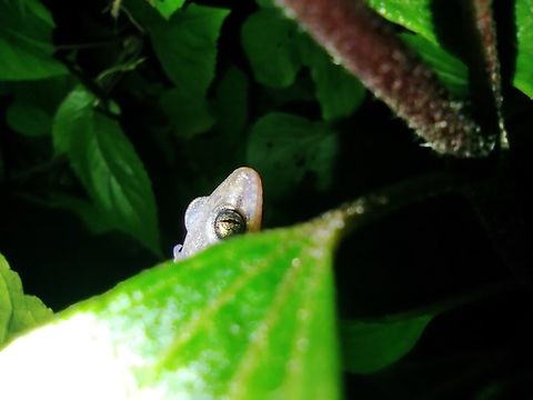Dravidogecko tholpalli From Kodaikanal Dravidogecko tholpalli,Endemic,Fall,Geotagged,India,Western ghats,gecko