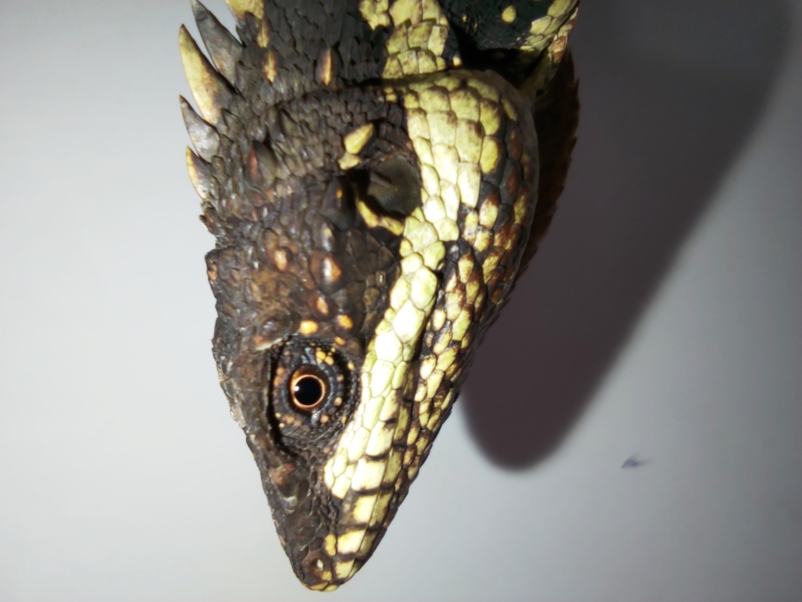 Anamalai Spiny lizard ( Salea anamallayana) From Kodaikanal Agamid,Anaimalai spiny lizard,Anamalai,Endemic,Fall,Geotagged,India,Salea anamallayana,Western ghats