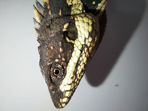 Anamalai Spiny lizard ( Salea anamallayana) From Kodaikanal Agamid,Anaimalai spiny lizard,Anamalai,Endemic,Fall,Geotagged,India,Salea anamallayana,Western ghats