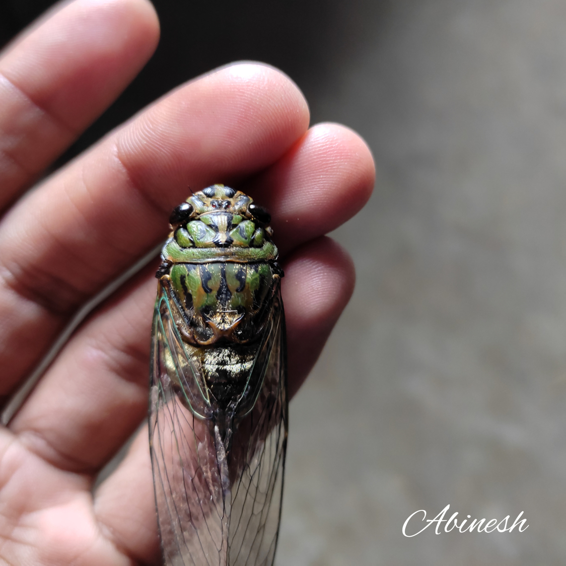 Purana sp Cicada from The Nilgiris,Coonoor,India Cicada,Geotagged,India,Purana,The Nilgiris