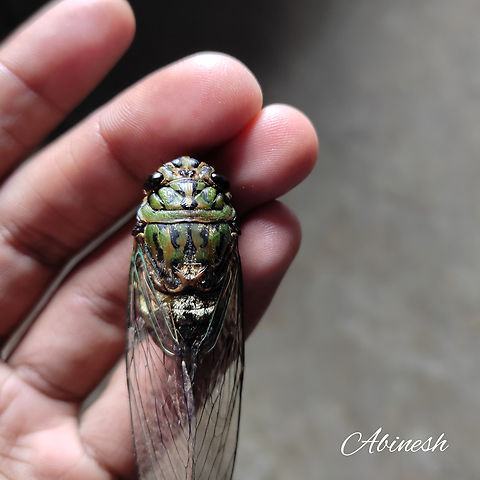 Purana sp Cicada from The Nilgiris,Coonoor,India Cicada,Geotagged,India,Purana,The Nilgiris