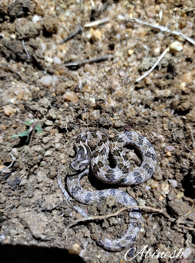 Oligodon cf taeniolatus Observed during Nocturnal hours. Clicked at Tirunelveli. Geotagged,India,Oligodon,Serpent,Westen ghats
