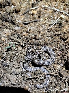 Oligodon cf taeniolatus Observed during Nocturnal hours. Clicked at Tirunelveli. Geotagged,India,Oligodon,Serpent,Westen ghats