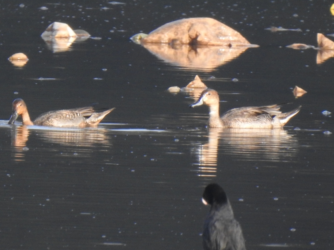 Northern Pintail A winter visitor to the Nilgiris, Western ghats, India Anas acuta,Northern Pintail,The Nilgiris,Winter visitor
