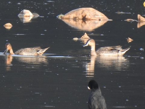 Northern Pintail A winter visitor to the Nilgiris, Western ghats, India Anas acuta,Northern Pintail,The Nilgiris,Winter visitor