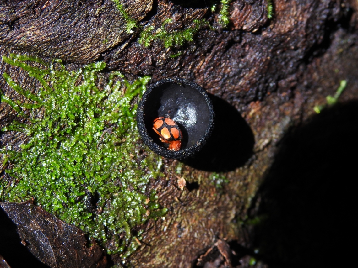 Henosepilachna delessertii Endemic to Western ghats. This species is still unconcerned to get a reasearch attention such as habitat, breeding behavior ,host plant etc. This species occurence is rarely known from citizen science databases and research literature. Geotagged,Henosepilachna delessertii,India