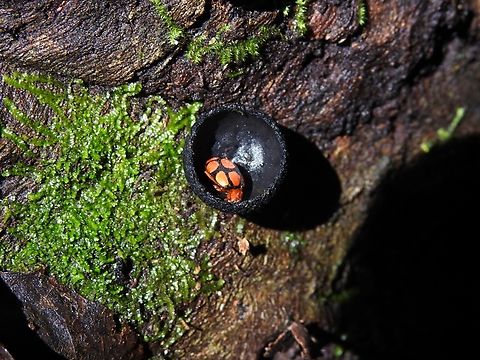 Henosepilachna delessertii Endemic to Western ghats. This species is still unconcerned to get a reasearch attention such as habitat, breeding behavior ,host plant etc. This species occurence is rarely known from citizen science databases and research literature. Geotagged,Henosepilachna delessertii,India