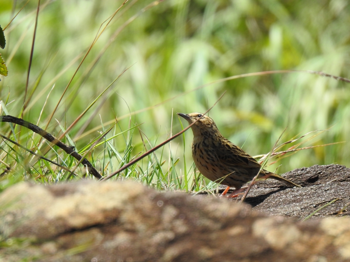Nilgiri pipit ( Anthus nilghiriensis ) Found endemic to Western ghats . They occur in the high elevated mountain ranges of Southern Western ghats and The Nilgiri hills above 1000 m asl. This sp is vulnerable under IUCN. Anthus nilghiriensis,Geotagged,India,Nilgiri Pipit