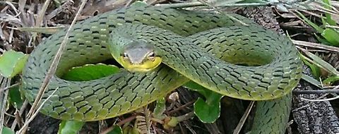Bronze headed vine snake( Ahaetula perrotetii) This is a grass dwelling ophid!Endemic to montane GRASSLAND and sholas ( subtropical montane temperate wet evergreen forests) of upper NILGIRIS and Palni hills and some patches of Kerala... Mildly venomous snake.. Sexual dimorphism is clear with morph ,green for male and greyish black for female.  Ahaetulla perroteti,Endemic species to western ghats,Montane grassland,mildly venomous