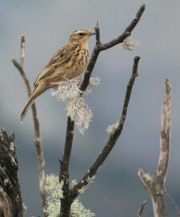 Nilgiri pipit(Anthus nilghiriensis) An Endemic bird to the high elevated grass hills of southern Western ghats. Anthus nilghiriensis,Nilgiri Pipit,Western ghats,endemic,grass hills