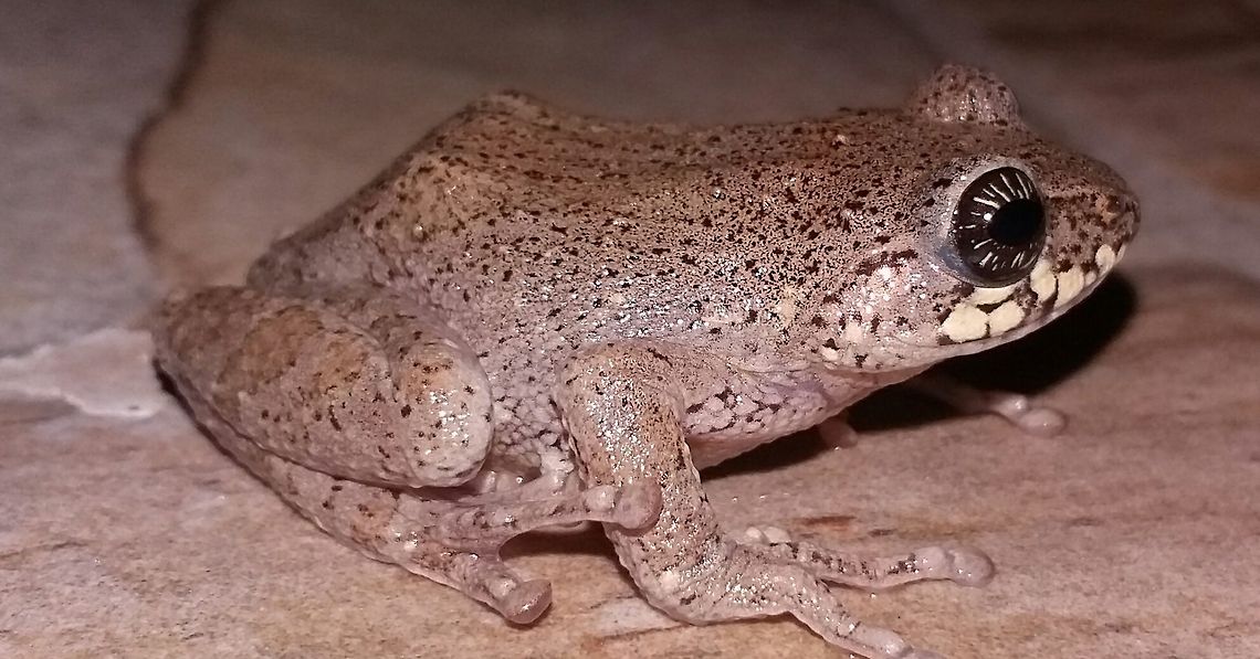 Raorchestes signatus ( cross back bush frog) An Endemic frog to Upper NILGIRIS. Habitat- Subtropical montane temperate wet evergreen forests. Development- Direct development ( may be an adaptation against aquatoxicity spreaded on water bases of upper NILGIRIS.) Cross Backed Bush Frog,Raorchestes signatus,direct development.,endemism,shola and montane grassland