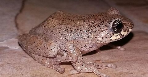 Raorchestes signatus ( cross back bush frog) An Endemic frog to Upper NILGIRIS. Habitat- Subtropical montane temperate wet evergreen forests. Development- Direct development ( may be an adaptation against aquatoxicity spreaded on water bases of upper NILGIRIS.) Cross Backed Bush Frog,Raorchestes signatus,direct development.,endemism,shola and montane grassland