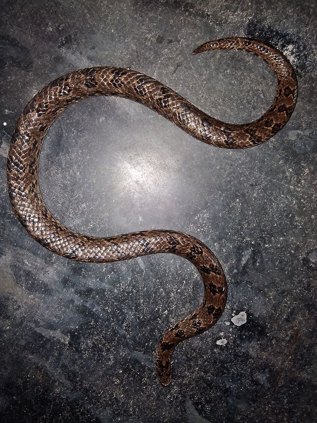 Black spotted kukri (Oligodon venustus)  Jerdons Kukri Snake,Oligodon venustus