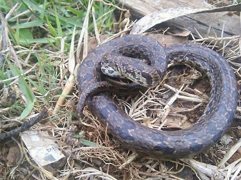 Oligodon venustus- Black spotted kukri... Clicked in sholas of upper NILGIRIS.... Jerdons Kukri Snake,Oligodon venustus