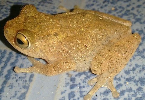 Ponmudi bush frog( Raorchestes ponmudi).. Habitat- Semievergreen forests of Western ghats. Threats- Habitat degradation due to anthropological pressures. Adaptations- Getting dwelled in tea plantation. Note- Habituates in restrooms on diurnal hours on summer for moisture needs.Endemic to Western ghats Ponmudi frog,Raorchestes ponmudi,endemism,semi evergreen woods.