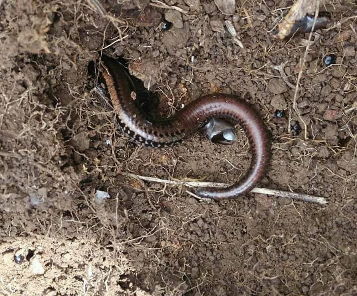 Two lined ground skink ( Kaestlea bilineata) Endemic to upper NILGIRIS. Winter Brumation on grassy montane hills of upper NILGIRIS. Kaestlea bilineata,Skink,Two-lined Ground Skink,endemic,winter brumation .