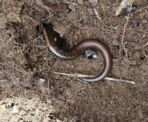 Two-lined Ground Skink