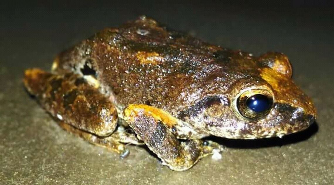 Raorchestes charius. Endemic to Western ghats. Endemic.,Raorchestes charius