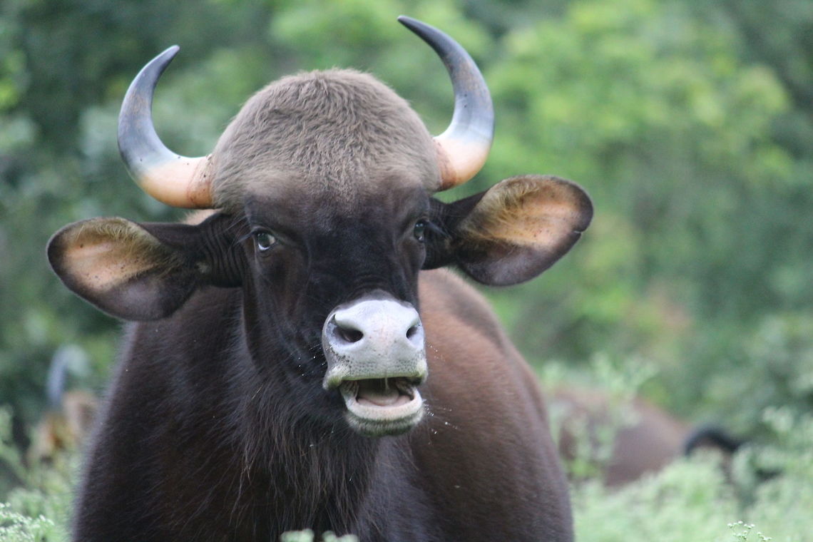 Indian Gaur ( Bos gaurus) Give me my freedom ! Bos gaurus,Gaur,Gaurrrr
