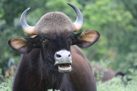 Indian Gaur ( Bos gaurus) Give me my freedom ! Bos gaurus,Gaur,Gaurrrr