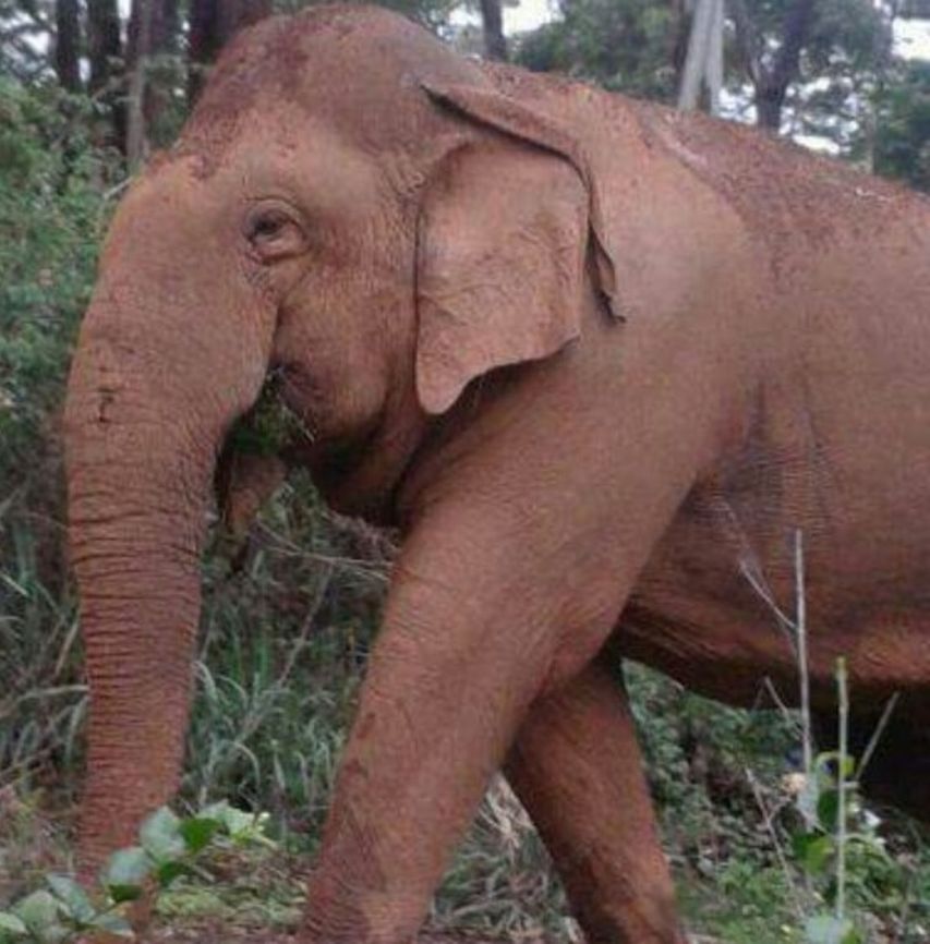 Asian Elephant( Elephas maximus) I&#039;m Mr.Makhna from the Nilgiris. I hope I&#039;m genetically adapted as a makhna against poaching!!! Asian elephant,Browsing.,Elephas maximus,Grazing