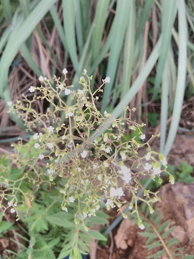 Valeriana leschenaultii. Valeriana leschenaultii- A critically endangered plant.Restricted to the high elevated hill tops of southern Western ghats.Habitat- Rocky hill with shrubby grassland occupying mostly CYMBOPOGAN and some THEMEDA species,with spatial bordering of moist shola  pocket patches.Elevation- 1800 mtrs.AOO(Area of Occupancy)-8 sq.km. Endemic,Valeriana leschenaultii,hill flora,western ghats.