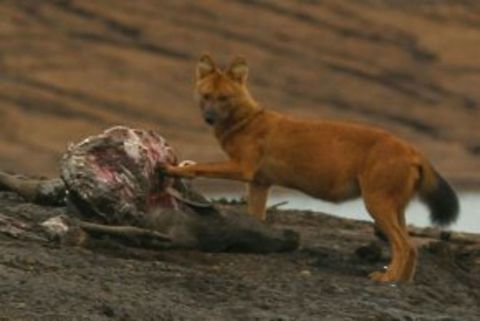 Dhole or Wild dog ( Cuon alpinus) Step on its meal!( Sambar kill). Cuon alpinus,Dhole