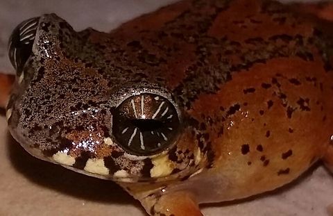 Raorchestes signatus. Orange morph! Cross Backed Bush Frog,Raorchestes signatus