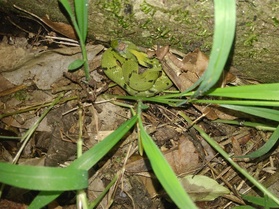 Green keelback-Macropisthodon plumbicolor Green amidst green! Just now hatched!!! Baby one! Green Keelback,Macropisthodon plumbicolor