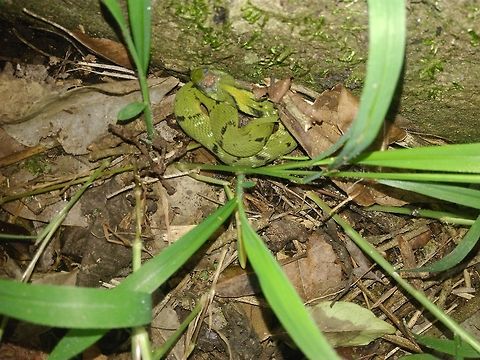 Green keelback-Macropisthodon plumbicolor Green amidst green! Just now hatched!!! Baby one! Green Keelback,Macropisthodon plumbicolor
