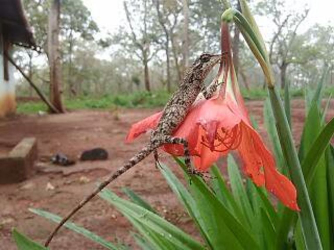 Rouxs forest lizard( Calotes rouxii) Endemic to India... Calotes rouxii,Monilesaurus rouxii,monilesaurus rouxii