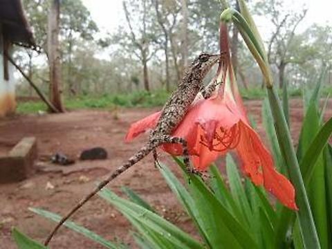 Rouxs forest lizard( Calotes rouxii) Endemic to India... Calotes rouxii,Monilesaurus rouxii,monilesaurus rouxii