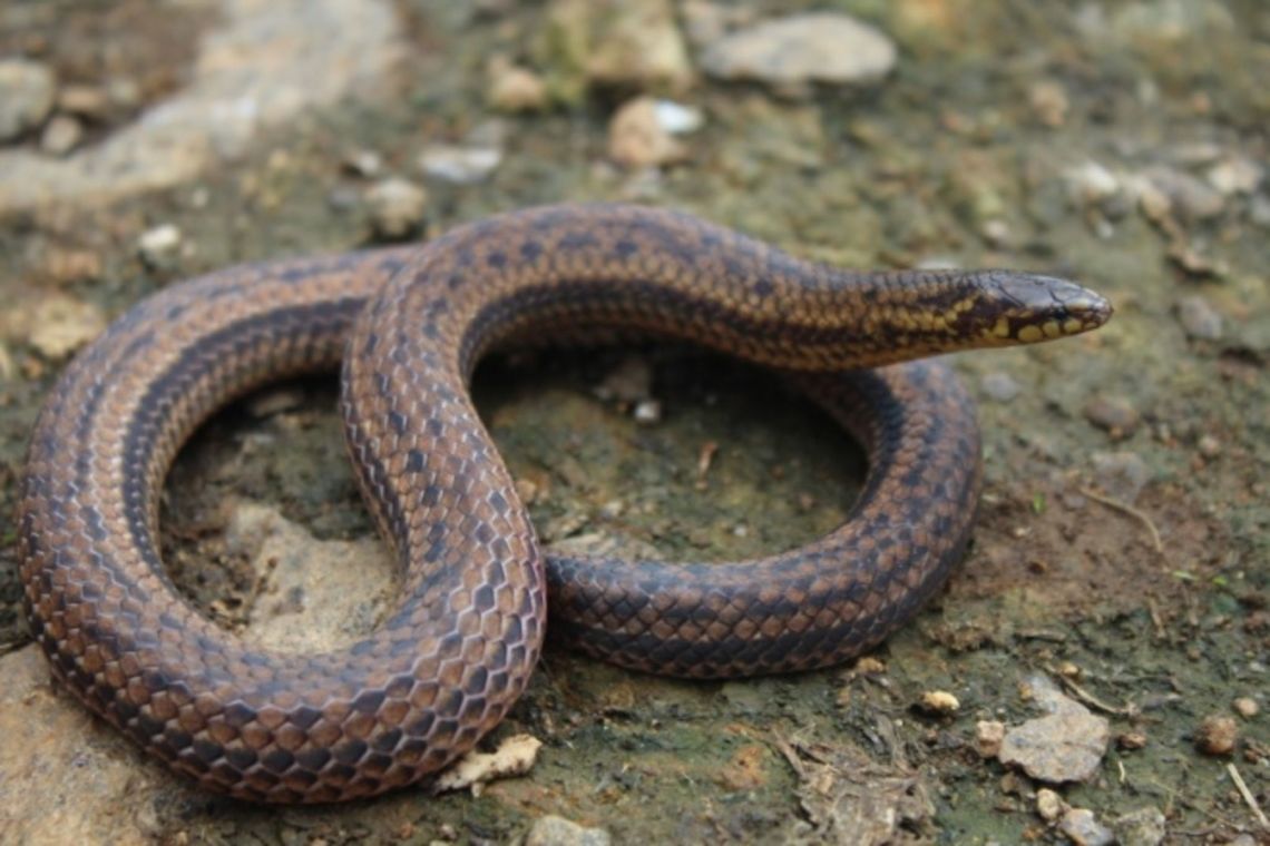 Striped narrow headed wood snake( Xylophis perrotetii) Endemic to Western ghats, picked at sholas of upper NILGIRIS! Endemic,Xylophis perrotetii,perroteti,wood snake