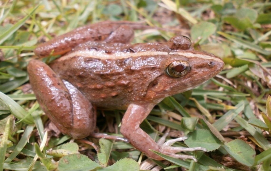 Zakeriana nilagirica. Dwells on stagnant and running fresh water bodies of Nilgiri biosphere reserve vitally. Endemic to Western ghats. Endemic,Zakerana nilagirica,Zakeriana nilagirica,frog,western ghats