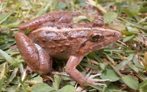 Nilgiri Hills Cricket Frog