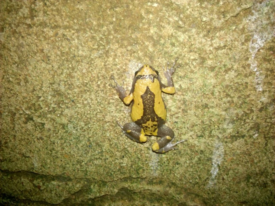 Triangular spotted frog  Ramanella triangularis,frogs