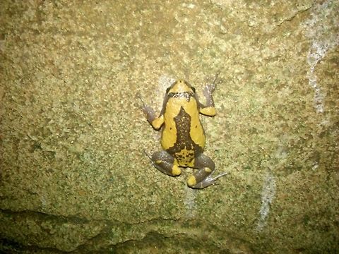 Triangular spotted frog  Ramanella triangularis,frogs
